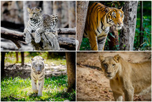 Different Lion, Tiger, White , Yellow Collage In The Zoo