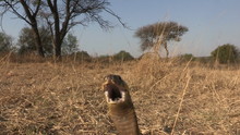 Aggressive Snouted Cobra Strikes Front Of Camera
