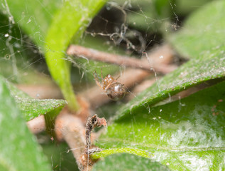 spider net