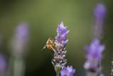 Fototapeta Lawenda - la abeja saboreando su alimento.