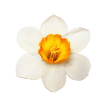 Flower Magnificent Narcissus Flower Head Isolated On White Background