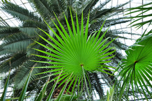 Chinese Fan Palm Tree Leaf