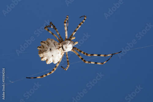 Zdjęcie XXL pająk w błękitne niebo. Argiope lobata
