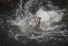 Swimming White Tiger