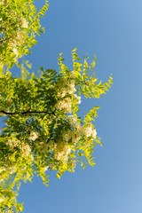 Poster - Acacia tree blossoms