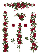 Branches Climbing Red Rose Flower With Leaves And Buds. Elements Can Be Used As A Art Brush (scale Proportionately) To Create Of Any Curled Form. To Decorate The Balcony Facades, Fence, Wall, Card.
