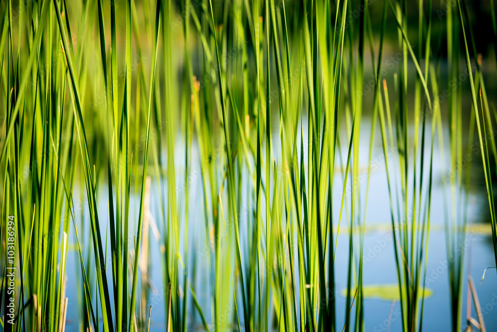 green reed abstract background - obrazy, fototapety, plakaty 