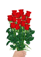 Wall Mural - bouquet  of red roses in hand closeup isolated on white