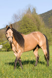 Fototapeta Konie - Beautiful American Quarter horse stallion posing