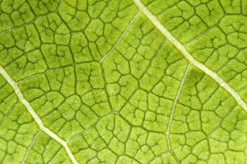 Poster - leaf texture for pattern and background.