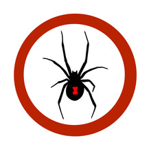 Stop Sign Of The Black Widow Spider.