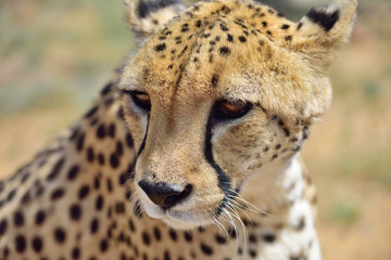 Wall Mural - africa. namibia. cheetah