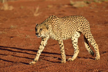 Wall Mural - africa. namibia. cheetah
