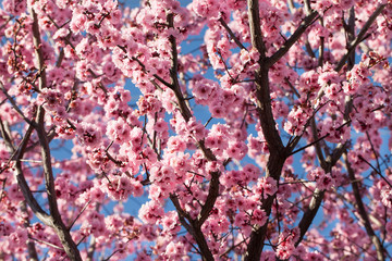 Blossoming cherry tree