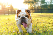 Purebred English Bulldog Dog Canine Pet Walking Towards Viewer Getting Exercise Outside In Yard Grass Fenced Area Looking Happy Fit Hot Determined Focused