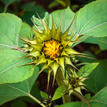 Spiky Sunflower Bud