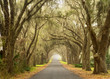 Lines of old live oak trees with spanish moss hanging down on a scenic southern country road