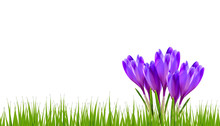 Spring Banner With Crocus Flowers And Green Grass
