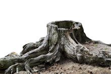 Old Weathered Tree Stump