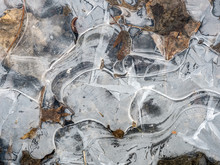 Frozen Puddle On The Ground With Leaves And Twigs And Stones