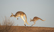  kangaroos in Sturt National Park,New South Wales, Australia