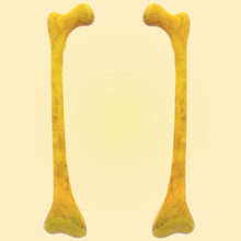 Human Skeleton Femur Bones