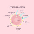 © etoileark - ovum and sperm fertilization process