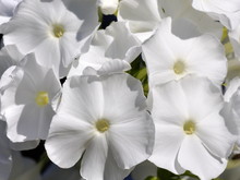 Closeup On White Garden Phlox