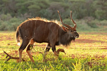 Male Nyala Antelope (Tragelaphus Angasii) In Late Afternoon Light, South Africa.
