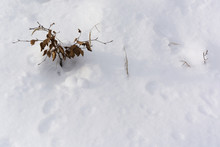 Small Beech Tree With Dry Leaves In The Snow