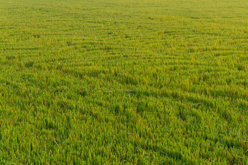 Rice Field at Sunrise