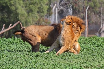 Wall Mural - lion and lioness