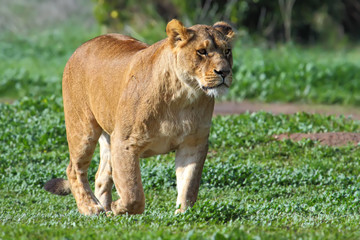 Wall Mural - A lioness looking for food