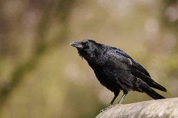 Carrion Crow