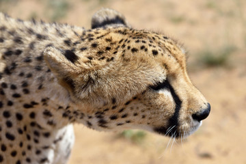 Wall Mural - africa. namibia. cheetah