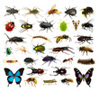  Set of insects