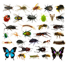  Set Of Insects