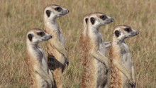 Group Of Meerkats Standing Up Alert And Looking For Predators,Botswana