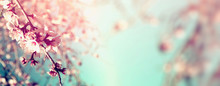 Abstract Blurred Website Banner Background Of Of Spring White Cherry Blossoms Tree. Selective Focus. Vintage Filtered
