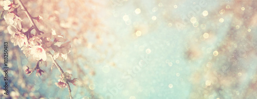 Fotomural Abstract blurred website banner background of of spring white cherry blossoms tree