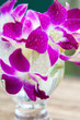 Dendrobium orchid flower