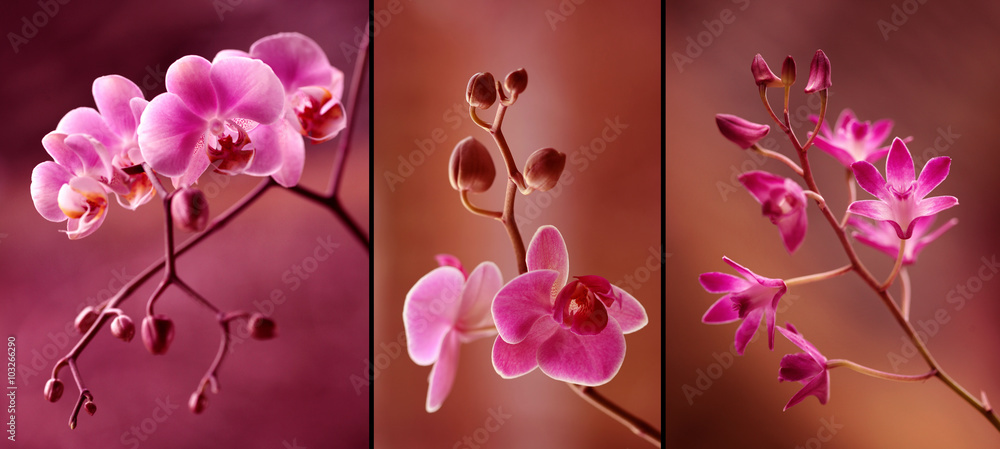 Orchidea tryptyk w fioletach - obrazy, fototapety, plakaty 