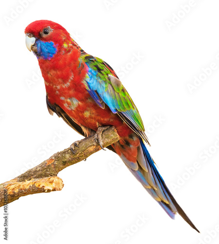 Naklejka na szybę Red parrot