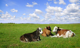 Fototapeta Pokój dzieciecy - Cows resting on a green field