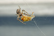 © nataba - the spider caught a bug in a web and trying to eat