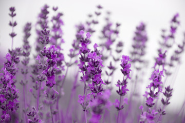 Wall Mural - field lavender flowers