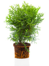 Thujopsis Is A Conifer In The Cypress Family Cupressaceae, With