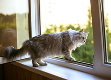Beautiful Grey Cat Sitting On Windowsill And Looking To A Window 