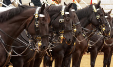 The Queen's Life Guard Or Horse Guard Participate In The Changing Ceremony In London