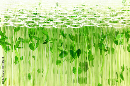 沢山の試験管の中で培養される植物イメージ Buy This Stock Photo And Explore Similar Images At Adobe Stock Adobe Stock